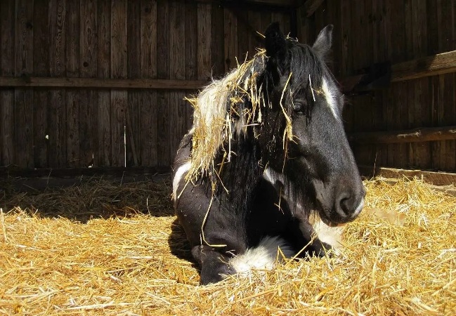 horse-stall-bedding-market