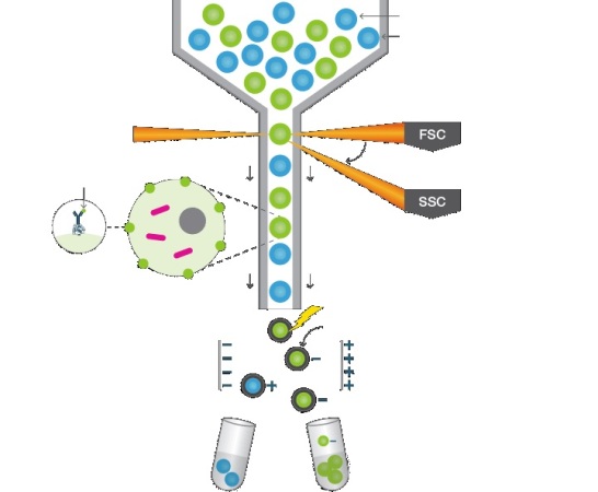 image-based-cytometry-in-cell-analysis-market