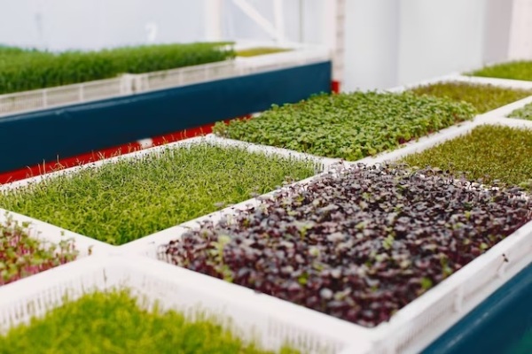 microgreens-market